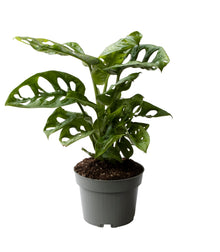 Kamerplant - Monstera Obliqua - Pot Ø 10cm Hoogte ↕ 25cm