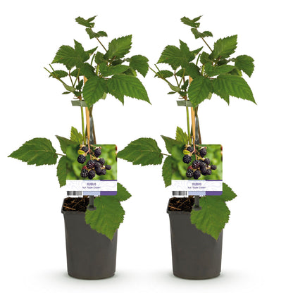 Buitenplant 2x Rubus fruticosus 'Triple Crown' - Braam - Pot Ø 11cm Hoogte ↕ 40cm