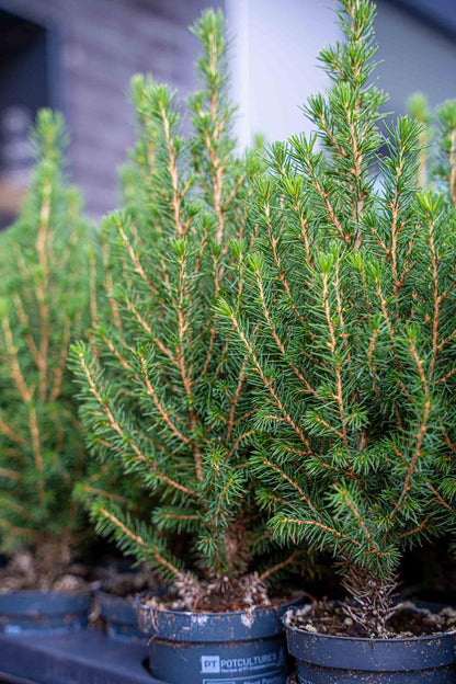 Buitenplant 6x Mini-Kerstboom Chamaecyparis - Pot Ø 9cm Hoogte ↕ 25-30cm