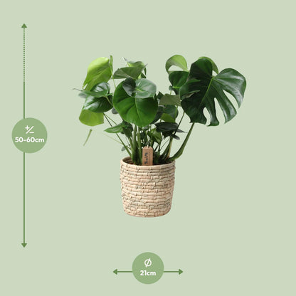 Kamerplant - Monstera Deliciosa in Mand - Pot Ø 21cm Hoogte ↕ 60cm