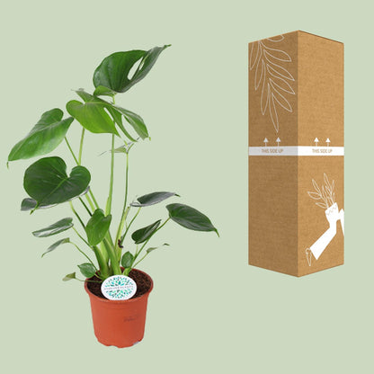 Kamerplant - Monstera Deliciosa - Hoogte ↕ 32-180cm