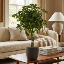 Kamerplant - Schefflera Arboricola 'Nora' - Pot Ø 21cm Hoogte ↕ 70cm