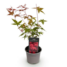 Buitenplant - Acer palmatum 'Beni-maiko' - Pot Ø 12cm Hoogte ↕ 35cm