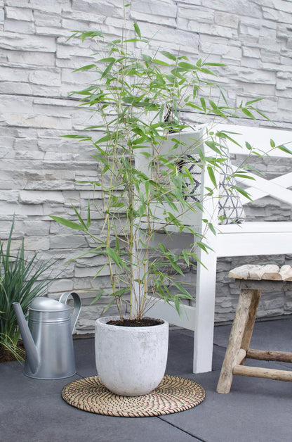 Buitenplant - Phyllostachys 'Bissetii' - Groene stam bamboe - Pot Ø 14cm Hoogte ↕ 100cm