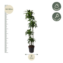 XL kamerplant - Dracaena Dorado - Pot Ø 27cm Hoogte ↕ 170cm