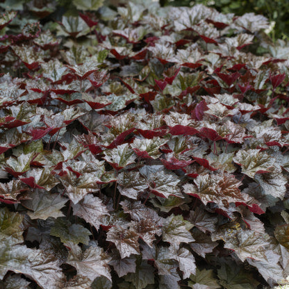 Buitenplant 6x Heuchera micrantha 'Palace Purple' - Pot Ø 9cm Hoogte ↕ 10-25cm