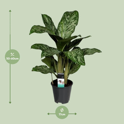Kamerplant - Aglaonema Greenlight - Pot Ø 17cm Hoogte ↕ 60cm