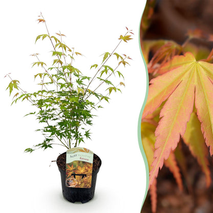 Buitenplant - Acer palmatum Katsura - Winterhard - Pot Ø 19cm Hoogte ↕ 70cm