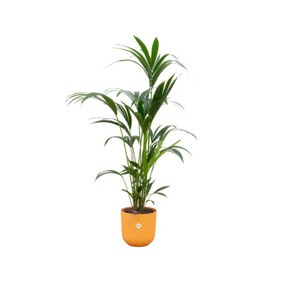 XL plant - Kentia Palm - Pot Ø 26cm Hoogte ↕ 160cm