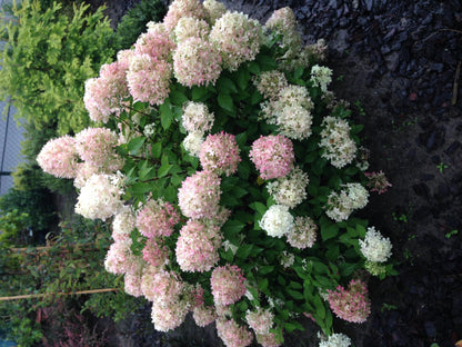 Buitenplant - Hydrangea panniculata 'Limelight' - Bloeiend - Pot Ø 17cm Hoogte ↕ 50cm