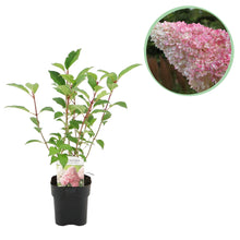 Buitenplant - Hydrangea panniculata 'Vanille Fraise' - Bloeiend - Pot Ø 17cm Hoogte ↕ 50cm
