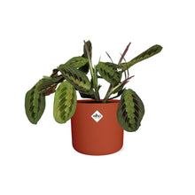 Kamerplant - Maranta Leuconeura 'Fascinator' Tricolor - Pot Ø 14cm