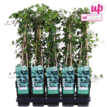 Buitenplant - Hedera helix - Klimplant - Pot Ø 15cm Hoogte ↕ 65cm