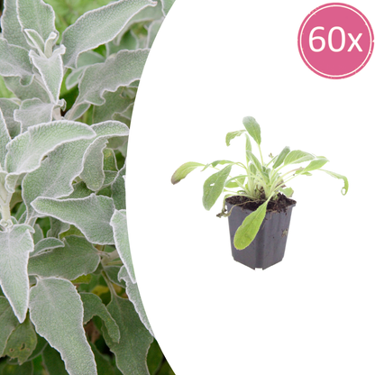 60x Stachys byzantina - ↕10-25cm - Ø9cm