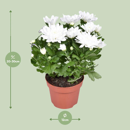 Kamerplant - Chrysanthemum Brave - Pot Ø 12cm Hoogte ↕ 26cm