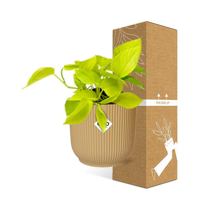 Kamerplant - Epipremnum Pinnatum 'Golden Pothos' - Pot Ø 14cm