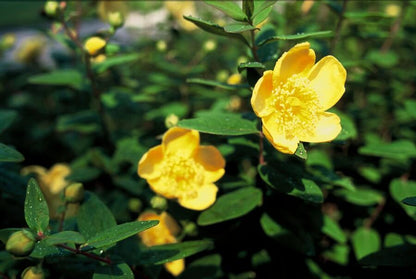 Buitenplant 24x Hypericum dummeri 'Peter Dummer' - Bloeiend - Pot Ø 9cm Hoogte ↕ 10-25cm