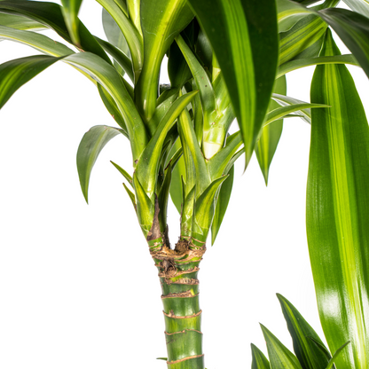 XL kamerplant - Dracaena Deremensis Hawaiian Sunshine - Pot Ø 24cm Hoogte ↕ 130-150cm