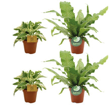 Kamerplant 4x Plantenmix - Kalanchoe & Microsorum - Pot Ø 12cm Hoogte ↕ 30cm