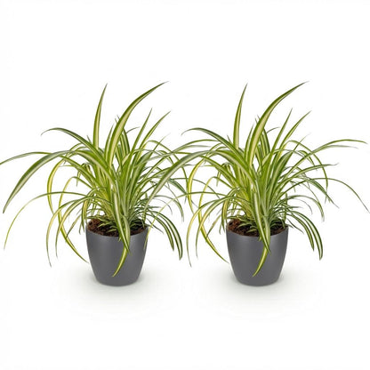Kamerplant 2x Chlorophytum comosum Variegatum - Pot Ø 12cm Hoogte ↕ 20cm