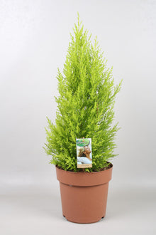 Kamerplant - Cupressus Goldcrest Wilma - Pot Ø 21cm Hoogte ↕ 70cm