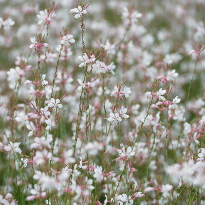 Buitenplant 12x Gaura lindheimeri - Bloeiend - Pot Ø 9cm Hoogte ↕ 10-25cm