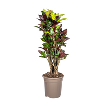 Kamerplant - Codiaeum 'Croton' Iceton - Pot Ø 21cm Hoogte ↕ 60-80cm