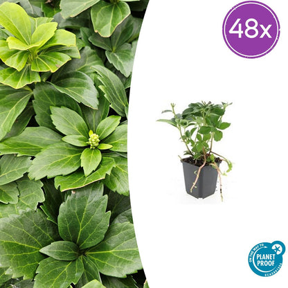 Buitenplant 48x Pachysandra terminalis - Pot Ø 9cm Hoogte ↕ 10-25cm
