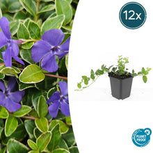 Buitenplant 12x Vinca minor 'Argenteovariegata' - Pot Ø 9cm Hoogte ↕ 10-25cm