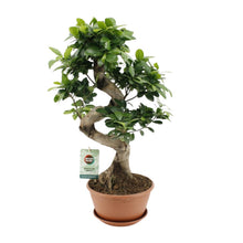 Kamerplant - Ficus Ginseng - Pot Ø 22cm Hoogte ↕ 60cm