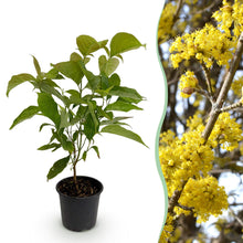 Buitenplant - Cornus mas - Bloeiend - Pot Ø 12cm Hoogte ↕ 35cm