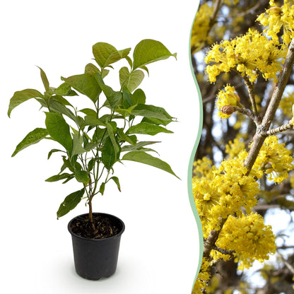 Buitenplant - Cornus mas - Bloeiend - Pot Ø 12cm Hoogte ↕ 35cm