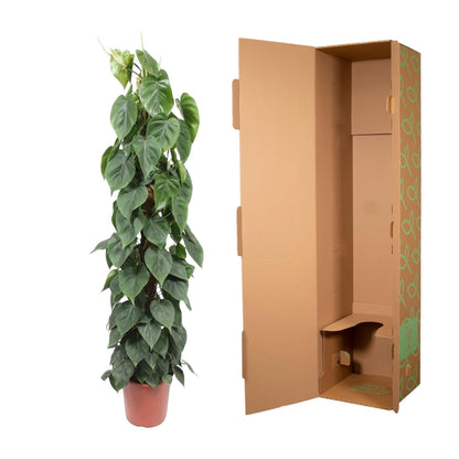 Kamerplant - Philodendron Scandens Mosstok - Pot Ø 27cm Hoogte ↕ 150cm