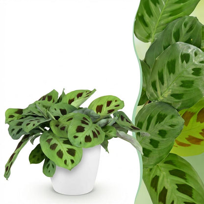 Kamerplant - Maranta Fascinator Kerchoveana - Zebraplant - Pot Ø 12cm Hoogte ↕ 25cm