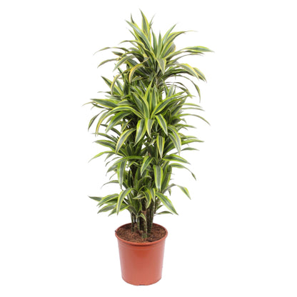 XL kamerplant - Dracaena Lemon Lime - Luchtzuiverend - Pot Ø 30cm Hoogte ↕ 150cm