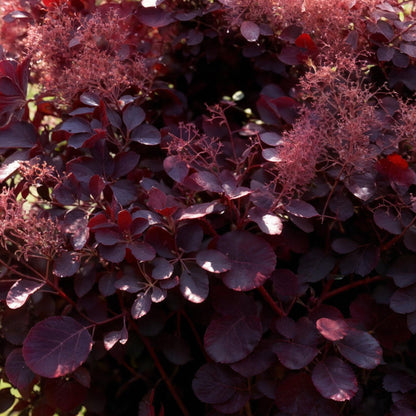 Buitenplant 3x Cotinus coggygria Lilla - Pot Ø 12cm Hoogte ↕ 35cm