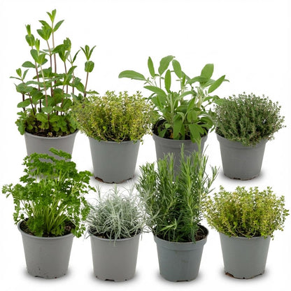 Buitenplant 8x Italiaanse Kruidenmix - Pot Ø 12cm Hoogte ↕ 12-15cm