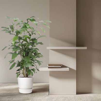 XL Kamerplant - Caryota Mitis - Pot Ø 27cm Hoogte ↕ 140cm