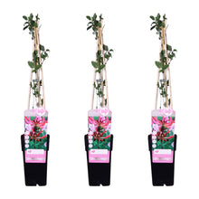 Buitenplant 3x Lonicera periclymenum 'Serotina' - Klimplant Bloeiend - Pot Ø 15cm Hoogte ↕ 65cm