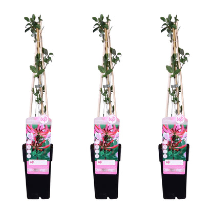 Buitenplant 3x Lonicera periclymenum 'Serotina' - Klimplant Bloeiend - Pot Ø 15cm Hoogte ↕ 65cm