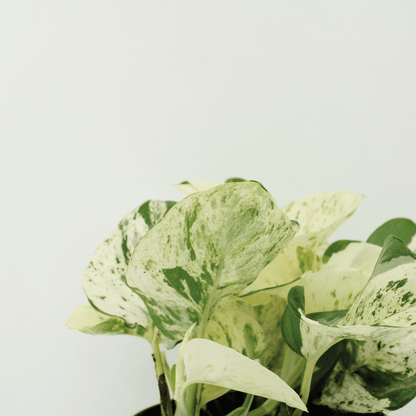 Kamerplant 4x Epipremnum Happy Leaf - Pot Ø 12cm Hoogte ↕ 15cm