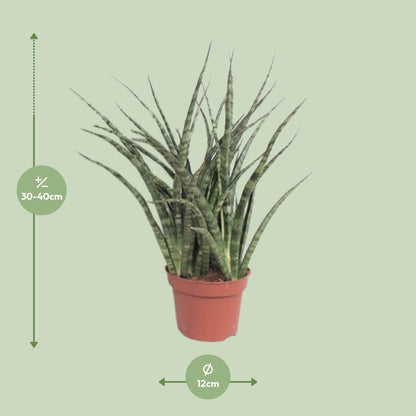 Kamerplant - Sansevieria Fernwood Punk - Pot Ø 12cm Hoogte ↕ 35cm