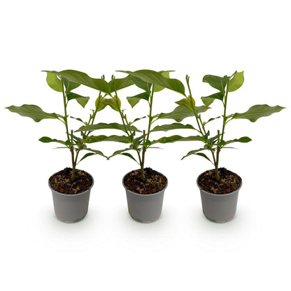 Buitenplant 3x Magnolia liliiflora 'Nigra' - Bloeiend - Pot Ø 12cm Hoogte ↕ 30cm