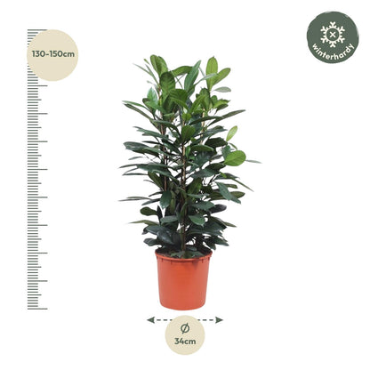 XL kamerplant - Ficus Cyathistipula struik - Pot Ø 34cm Hoogte ↕ 140cm