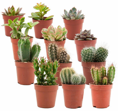 Kamerplant 12x Mix van Echte Cactussen en Vetplanten - Pot Ø 5,5cm Hoogte ↕ 5-10cm