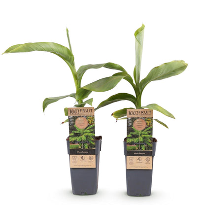 Buitenplant 2x Musa Basjoo - Winterhard - Pot Ø 15cm Hoogte ↕ 50cm