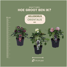 Buitenplant 3x Helleborus Specials - Bloeiend - Pot Ø 14cm Hoogte ↕ 25cm