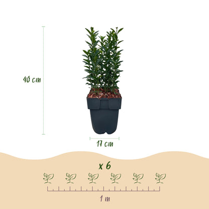Buitenplant 6x Euonymus japonica Green Spire - Pot Ø 17cm Hoogte ↕ 40cm