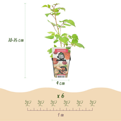 Buitenplant 3x Rubus phoenicolasius - Winterhard - Pot Ø 9cm Hoogte ↕ onbekend