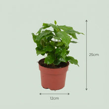 Kamerplant 4x Coffea Arabica Koffieplant - Pot Ø 12cm Hoogte ↕ 25cm